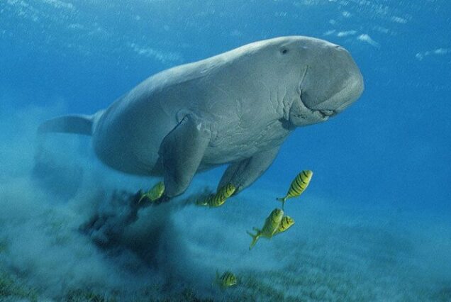 Abu Dabbab Dugong Bay Snorkeling Trip