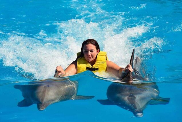 Swim With Dolphins In Hurghada