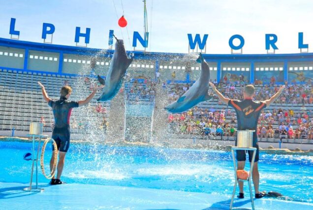 Dolphin Show
